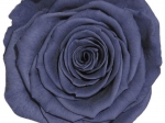 Rose stabilisée gris Antracite