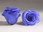 Rose stabilisée Bleu clair Violette