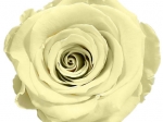 Rose stabilisée jaune pâle Coquille