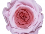 Rose stabilisée Rose rose Poudrée Anaïs