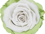 Rose stabilisée Vert et blanc