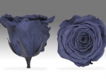 Rose stabilisée gris Antracite