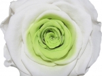 Rose stabilisée Blanc et vert