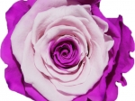 Rose stabilisée Violet et rose Eglantine