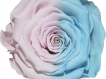 Rose stabilisée mi rose mi bleu Rose & Bleu