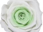 Rose stabilisée Blanc et vert Blanc Pistache