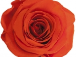 Rose stabilisée orange Orange