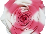 Rose stabilisée Blanc Rose Banc x Anaïs