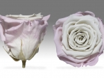 Rose stabilisée Blanc rosé et Blanc Poudrée Blanc