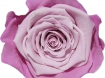Rose stabilisée Rose foncé rose Parme Lavande