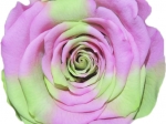 Rose stabilisée Rose et vert Eole