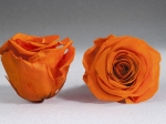Rose stabilisée orange Orange