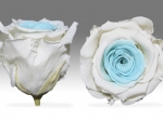 Rose stabilisée Blanc et Bleu