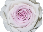 Rose stabilisée Blanche et rose blanc poudrée