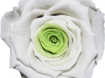Rose stabilisée Blanc cœur vert