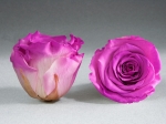 Rose stabilisée rose violet Lucie