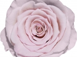 Rose stabilisée rose pale Poudrée