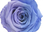 Rose stabilisée Bleu Lavande & bleu