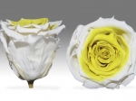 Rose stabilisée blanc jaune