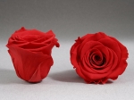 Rose stabilisée rouge valentine
