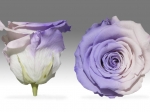 Rose stabilisée violet blanc Lavande & rose