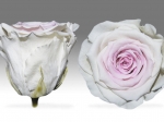 Rose stabilisée Blanche et rose blanc poudrée