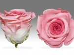 Rose stabilisée rose et rose foncé  Rose Anaïs