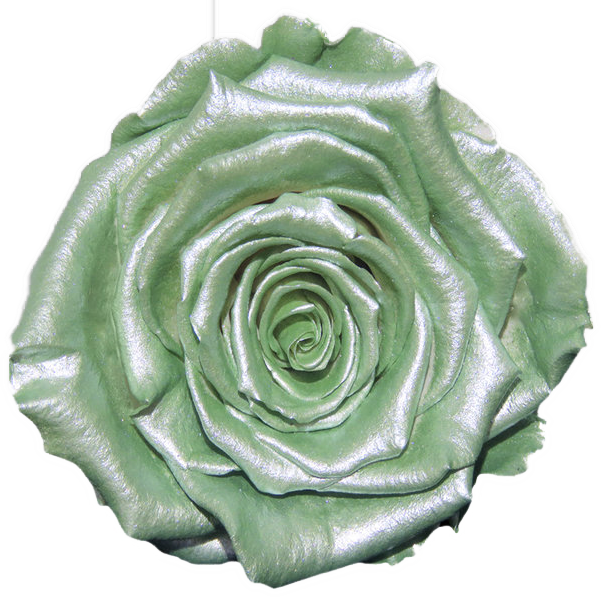 Rose stabilisée vert Mint Green