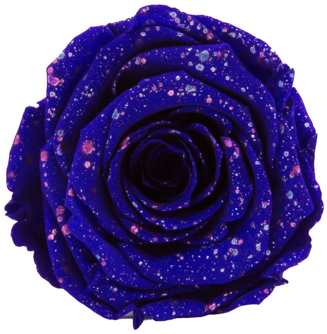 Rose stabilisée Bleu Galaxy Bleu