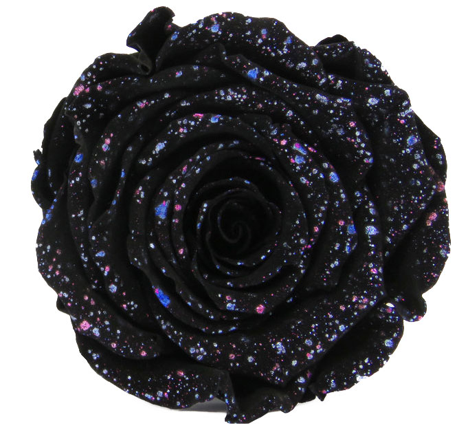 Rose stabilisée Noir Galaxy noir