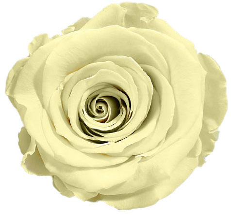 Rose stabilisée jaune pâle Coquille