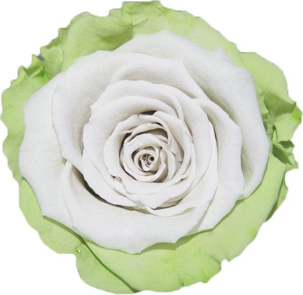 Rose stabilisée Vert et blanc