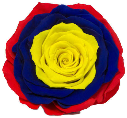 Rose stabilisée Rouge bleu jaune Ecuador