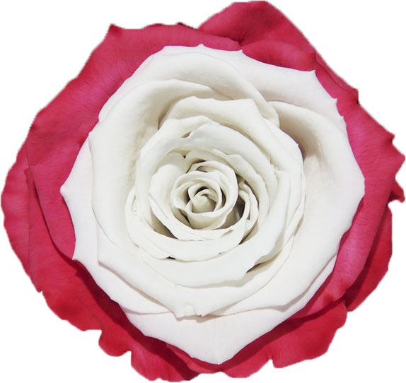 Rose stabilisée Rouge et blanc Anaïs Blanc