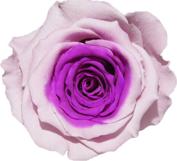 Rose stabilisée Rose et violet Rose Mauve