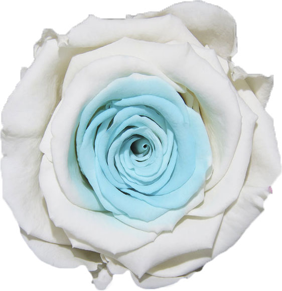 Rose stabilisée Blanc et Bleu