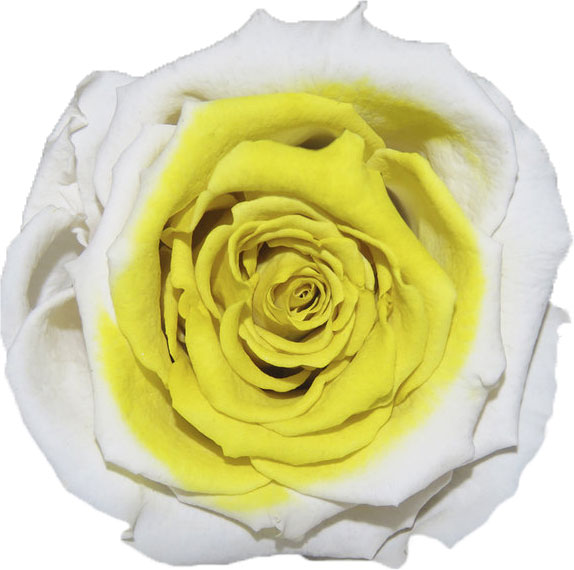 Rose stabilisée blanc jaune