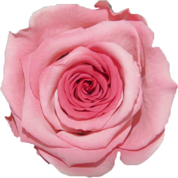 Rose stabilisée rose et rose foncé  Rose Anaïs