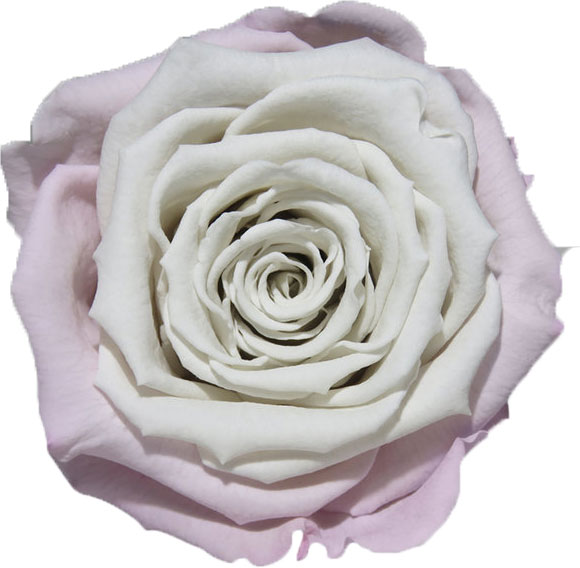 Rose stabilisée Blanc rosé et Blanc Poudrée Blanc
