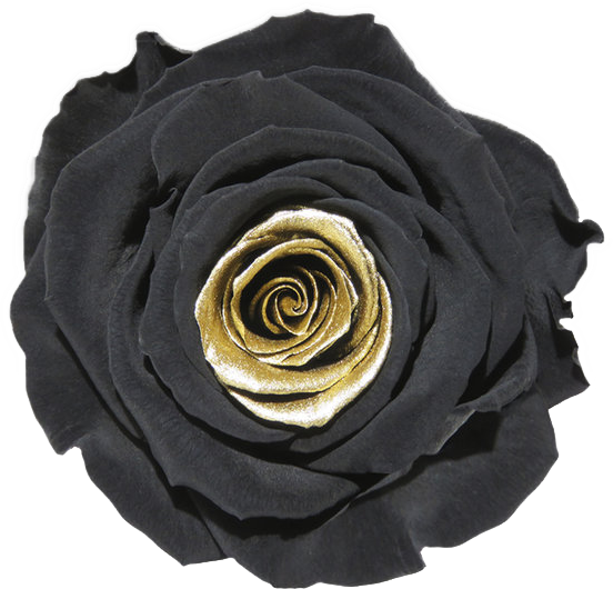 Rose stabilisée Noir or GOLD TEAR