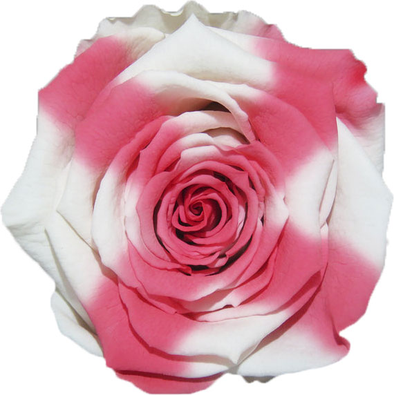 Rose stabilisée Blanc Rose Banc x Anaïs