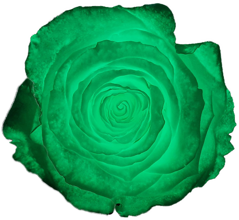 Rose stabilisée Vert fluo Green Glow