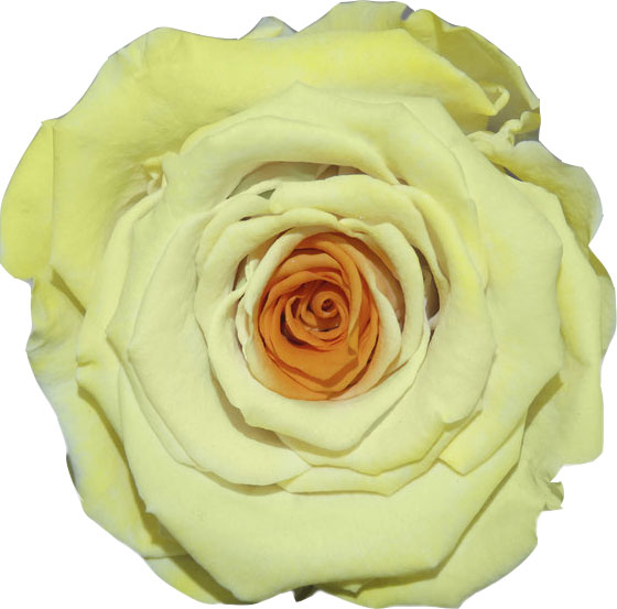 Rose stabilisée jaune orange