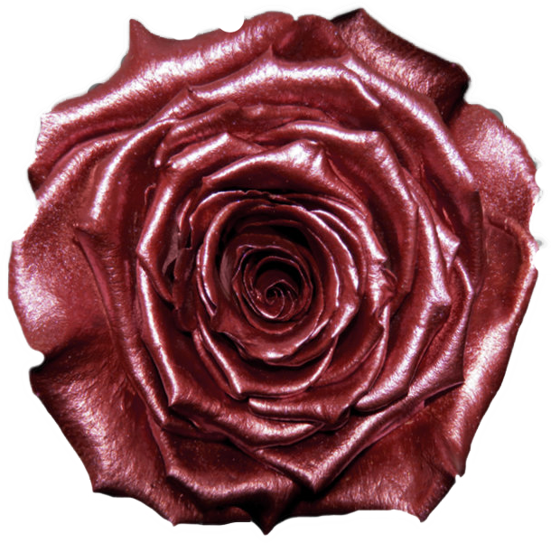 Rose stabilisée Rouge Dark Red