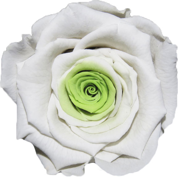 Rose stabilisée Blanc cœur vert