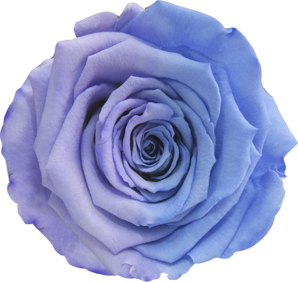 Rose stabilisée Bleu Lavande & bleu