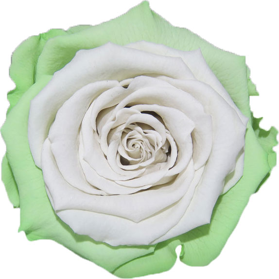 Rose stabilisée Vert et Blanc Pistache Blanc
