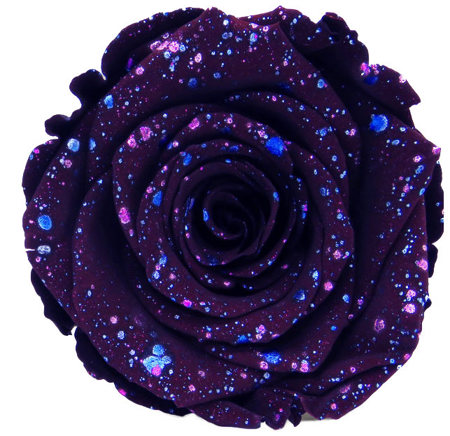 Rose stabilisée Violet Galaxy Violet