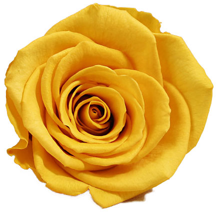 Rose stabilisée jaune sunny