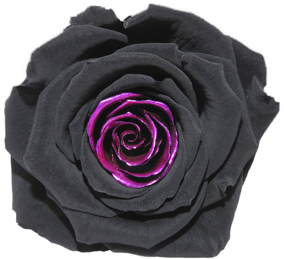 Rose stabilisée Noir violet SILVER PINK TEAR